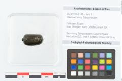 Foto (Objekt + Etikett) von Elaeis eocenica Ettingshausen (NHMW-GEO-2024-0188-9141)